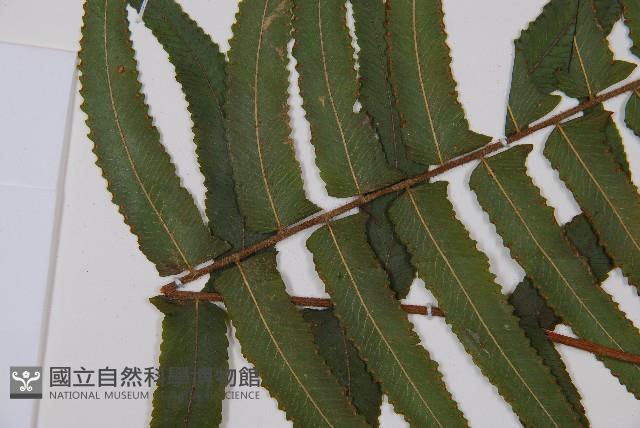 虎克氏鱗蓋蕨藏品圖，第1張