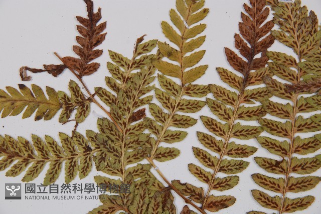 假軸果蹄蓋蕨、毛軸蹄蓋蕨藏品圖，第7張