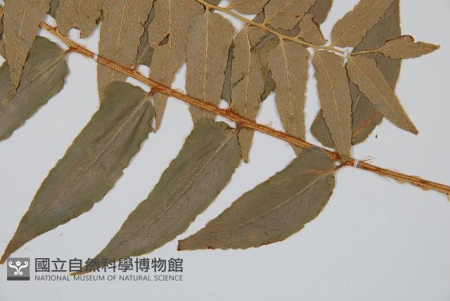 貫眾蕨藏品圖，第4張