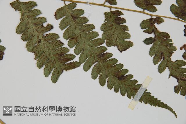 廣葉深山雙蓋蕨藏品圖，第4張