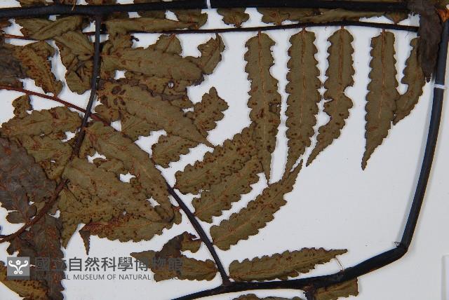 黑桫蕨藏品圖，第4張