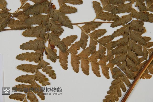 Accession Number:P009452 Collection Image, Figure 4, Total 5 Figures