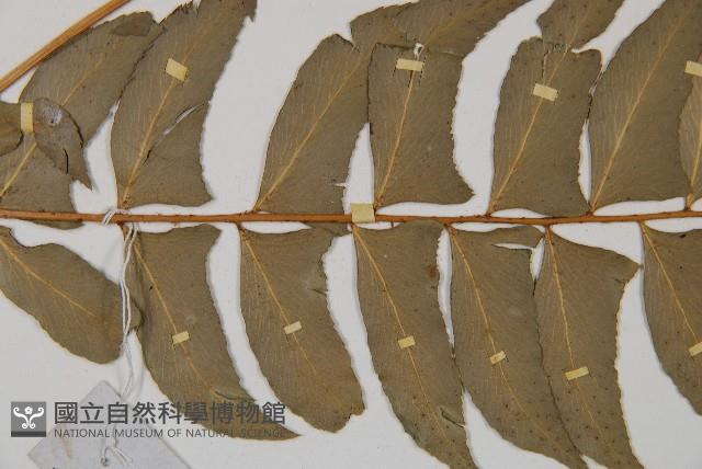 鐮羽貫眾藏品圖，第4張