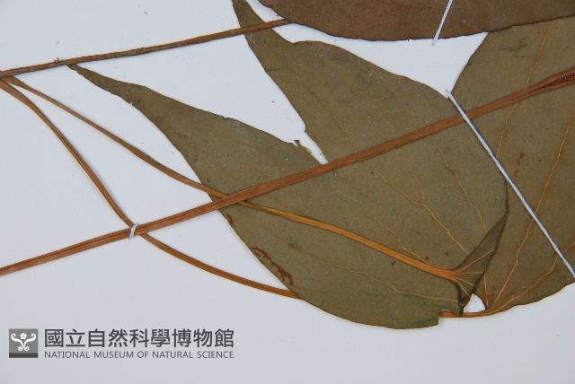 燕尾蕨藏品圖，第4張