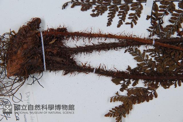圓頭紅腺蕨藏品圖，第4張
