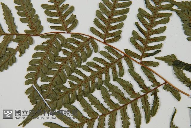 蘭嶼筆筒樹、蘭嶼桫欏藏品圖，第4張