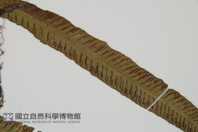 單葉雙蓋蕨藏品圖，第4張