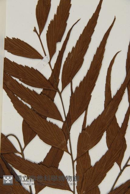 鐮葉鐵角蕨藏品圖，第4張