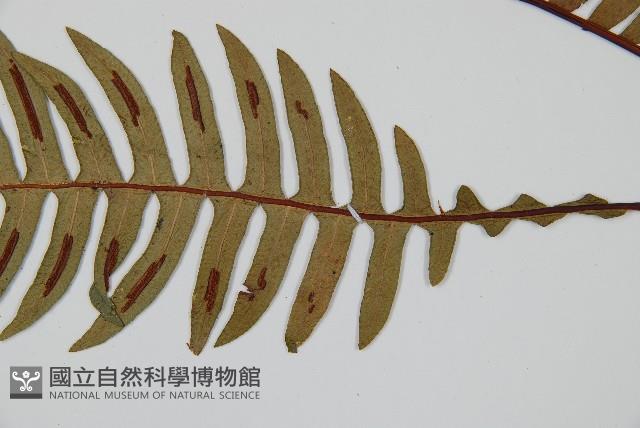 雉尾烏毛蕨藏品圖，第4張