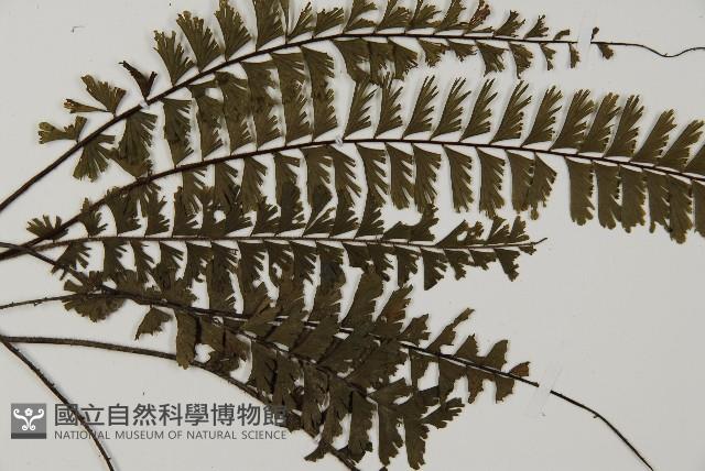 馬來鐵線蕨藏品圖，第4張
