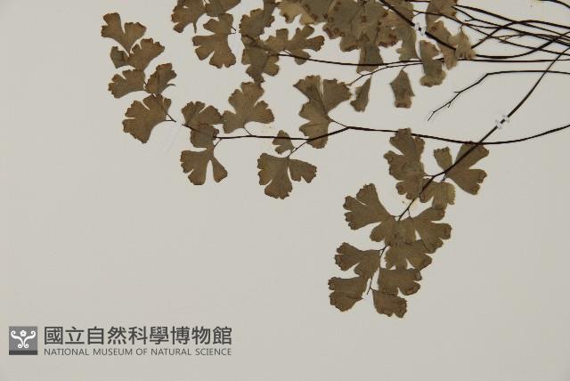 蘭嶼鐵線蕨藏品圖，第7張