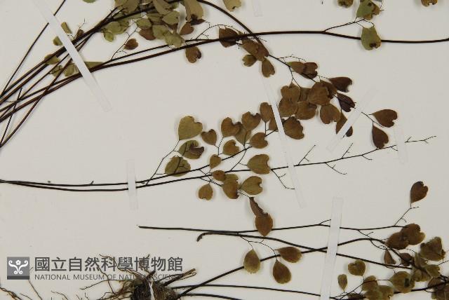 隴南鐵線蕨藏品圖，第3張