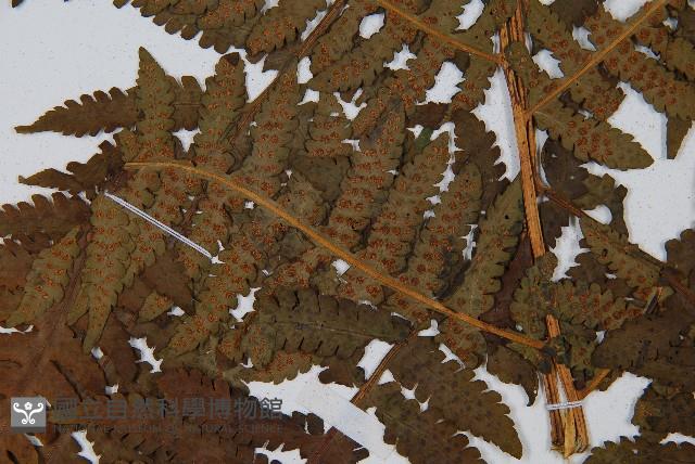 華中介蕨藏品圖，第4張