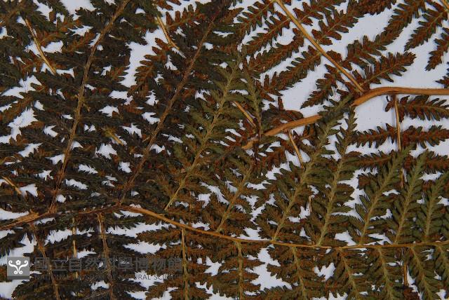 川滇蹄蓋蕨藏品圖，第7張