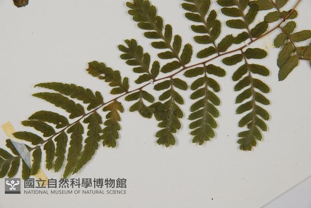 阿里山蹄蓋蕨藏品圖，第4張