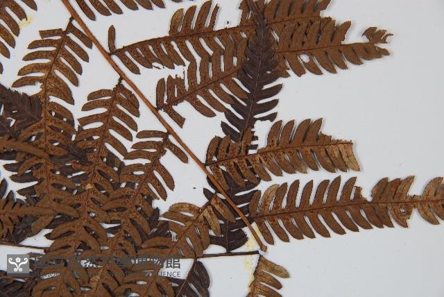 臺灣桫欏藏品圖，第4張