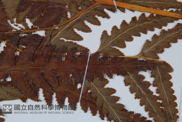 闊葉鱗蓋蕨藏品圖，第7張