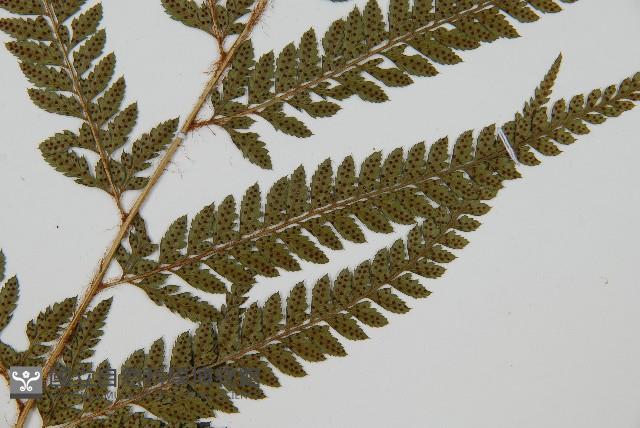 細葉複葉耳蕨藏品圖，第4張