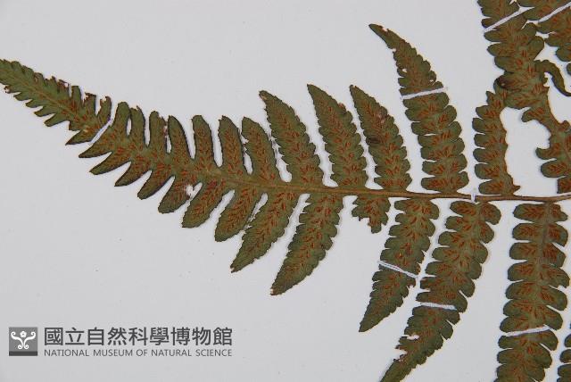 東洋蹄蓋蕨藏品圖，第4張