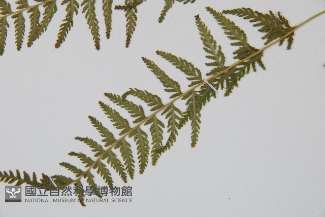 細毛碗蕨藏品圖，第4張