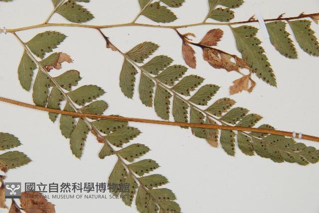 斜方複葉耳蕨藏品圖，第3張