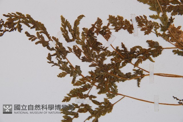 冷蕨藏品圖，第4張