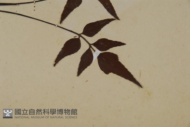 革葉鐵角蕨藏品圖，第3張