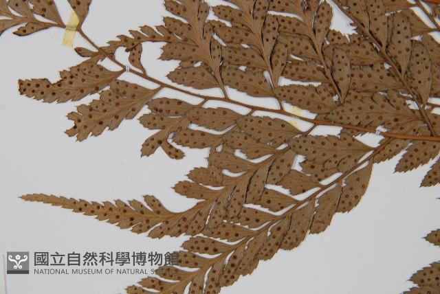 小葉複葉耳蕨藏品圖，第4張