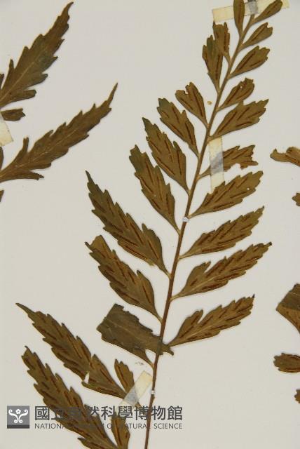 裂葉鐵角蕨藏品圖，第4張