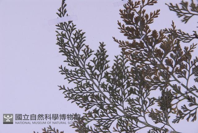 尖葉鐵角蕨藏品圖，第4張