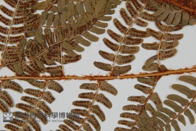 闊鱗鱗毛蕨藏品圖，第4張