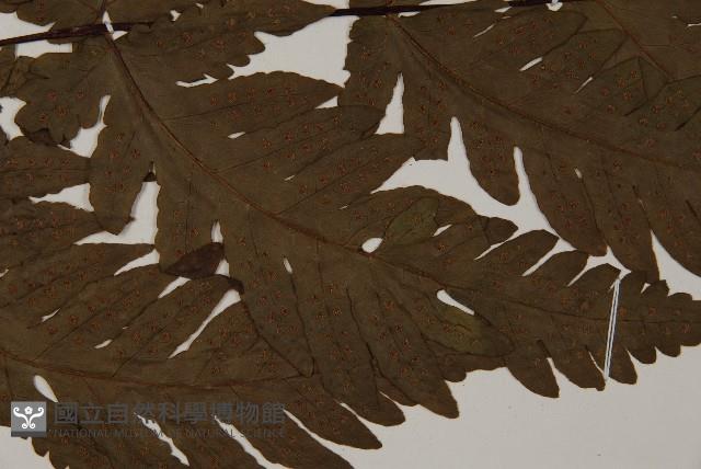 陰地三叉蕨藏品圖，第4張