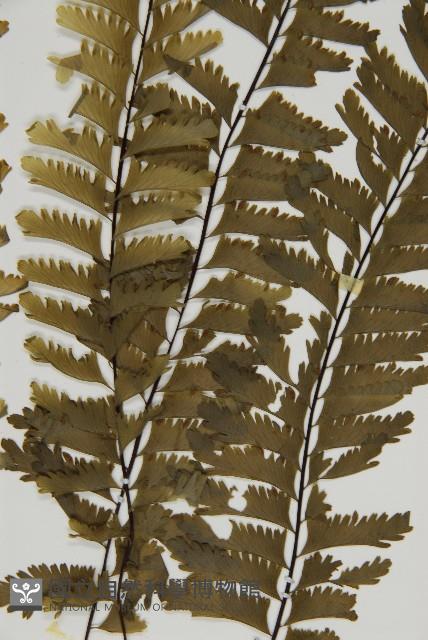 薄葉孔雀鐵角蕨、邊孢鐵角蕨藏品圖，第4張