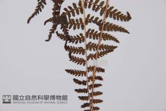 日本蹄蓋蕨藏品圖，第4張