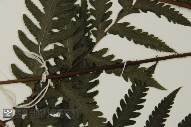 薄葉擬肋毛蕨、南洋三叉蕨藏品圖，第4張