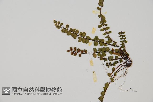 鐵角蕨藏品圖，第4張