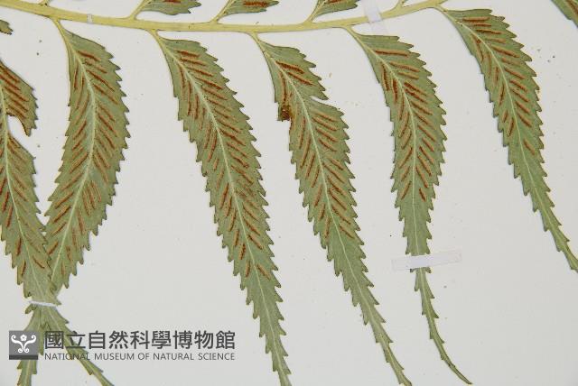 蘭嶼鐵角蕨藏品圖，第4張