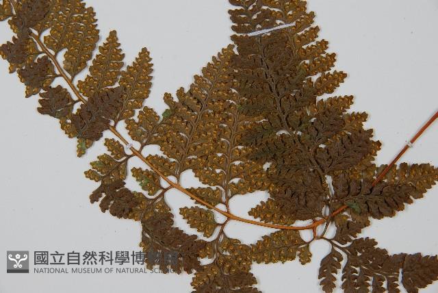 圓蓋陰石蕨藏品圖，第4張