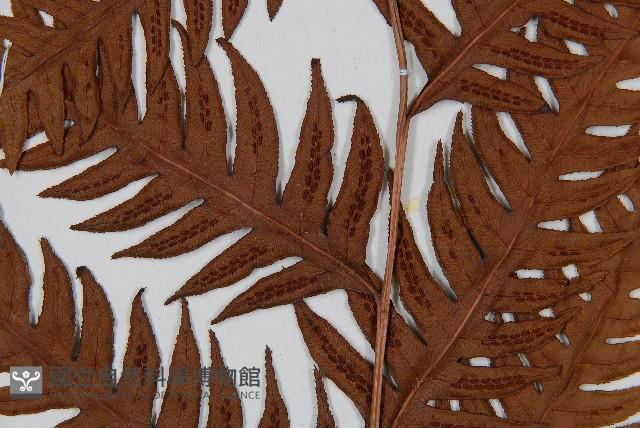 生芽狗脊蕨、頂芽狗脊蕨藏品圖，第4張