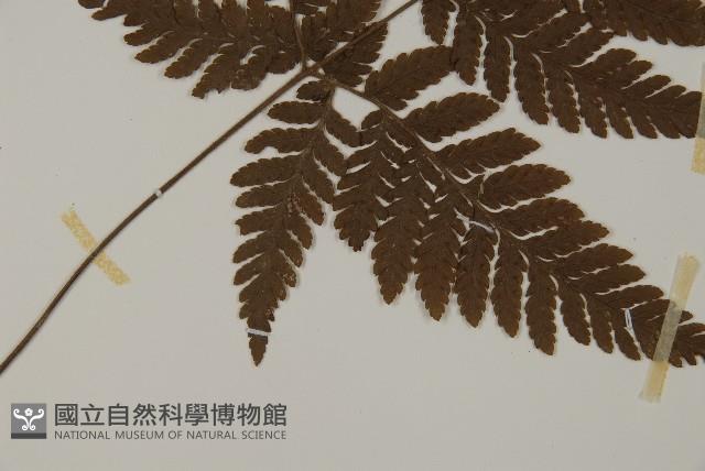 金毛蕨藏品圖，第4張