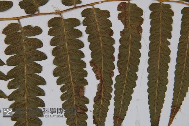 廣葉鋸齒雙蓋蕨藏品圖，第4張