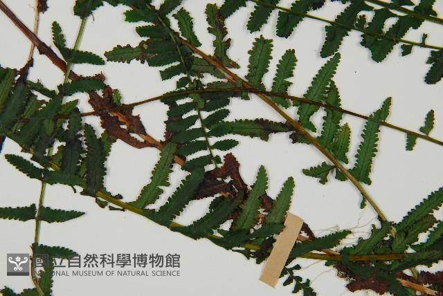 岩穴蕨藏品圖，第4張