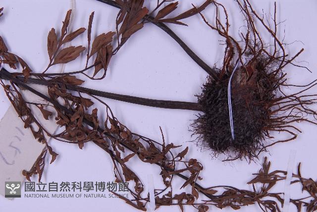 黑鱗鐵角蕨、假大羽鐵角蕨、大羽鐵角蕨藏品圖，第4張