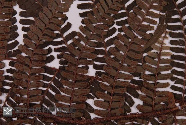 頂囊肋毛蕨藏品圖，第4張