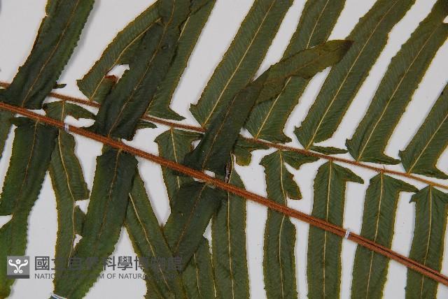 虎克氏鱗蓋蕨藏品圖，第4張