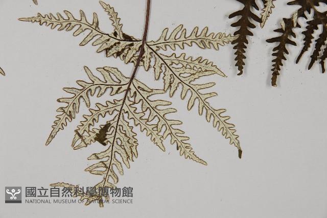 五角葉粉背蕨藏品圖，第4張
