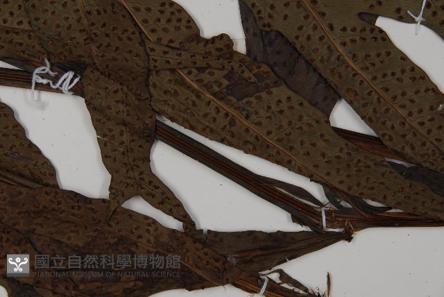 翅柄三叉蕨藏品圖，第4張