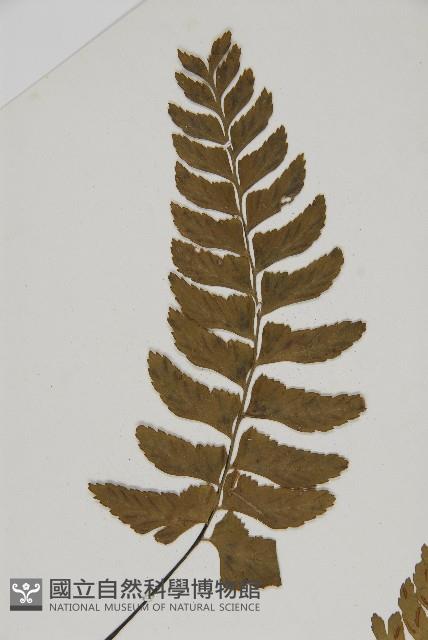 剪葉鐵角蕨藏品圖，第4張
