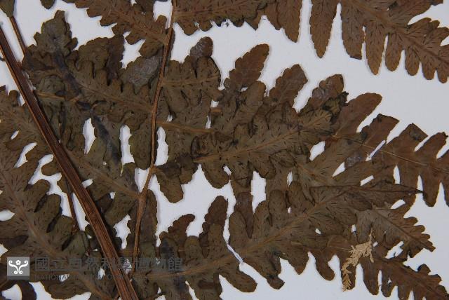 生根卷柏藏品圖，第3張