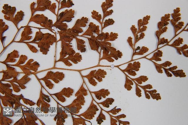 寬葉冷蕨藏品圖，第4張